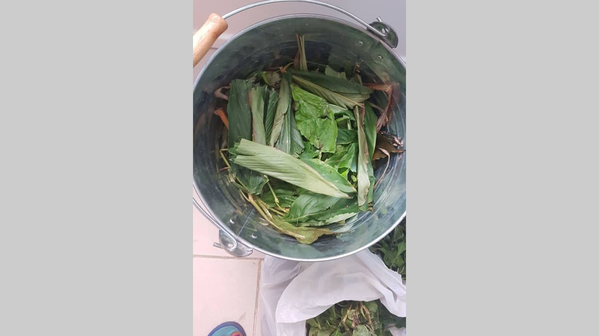 Covid-19 : soins par les plantes, avez-vous dit ?