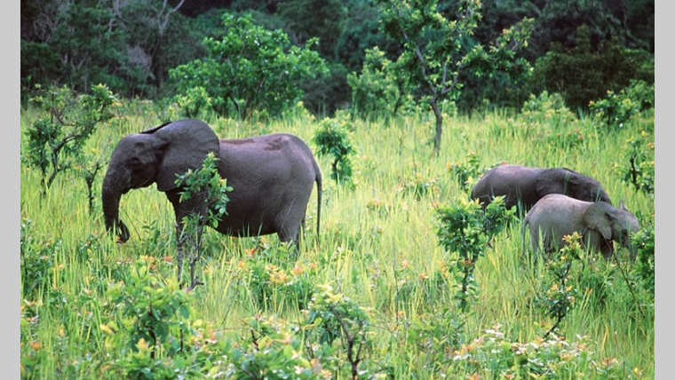 Biodiversité : le Gabon, un éden avec ses 23,7 millions d’hectares de forêt