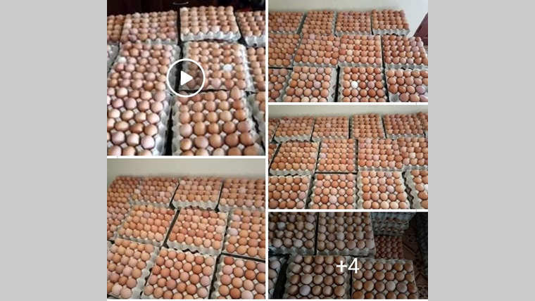 Consommation : Que d’œufs à Port-Gentil!