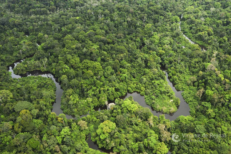 Le Gabon récompensé pour la sauvegarde de ses forêts