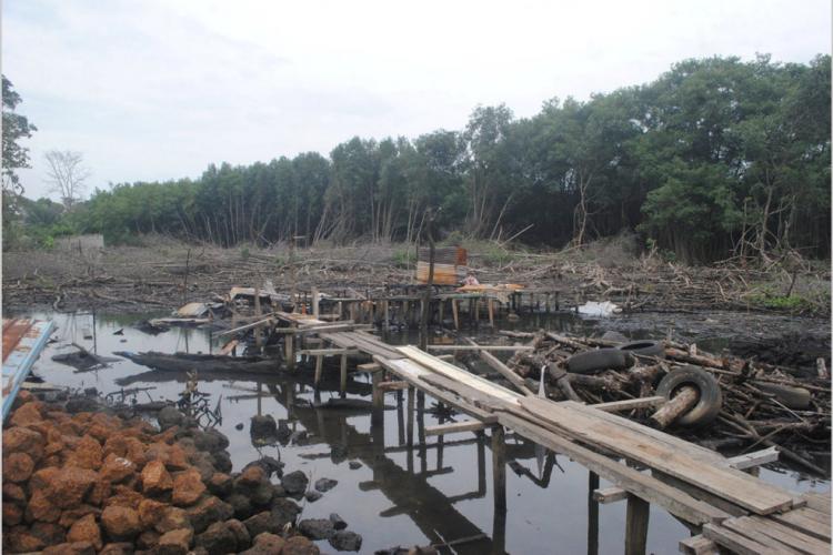 Protection et gestion des écosystèmes : L'ANUTTC traque les destructeurs de mangroves