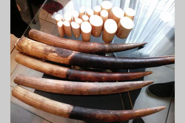 Conférence mondiale sur la vie sauvage : Le Gabon tire la sonnette d'alarme