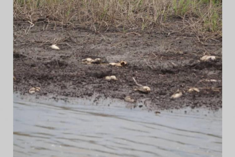 6h:Gabon Carpes : 