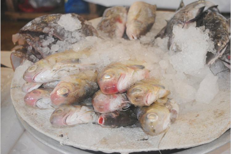 he06h:Poisson/Formol : L'Agasa dément formellement