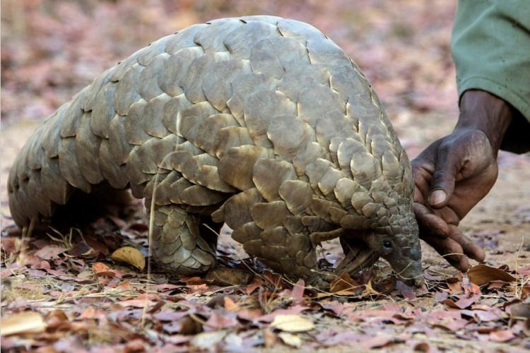 Alimentation : La consommation du pangolin et de la chauve-souris interdite !