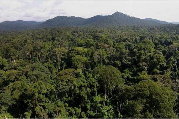 Climat : Intégrer la protection de la nature dans les plans de relance économique