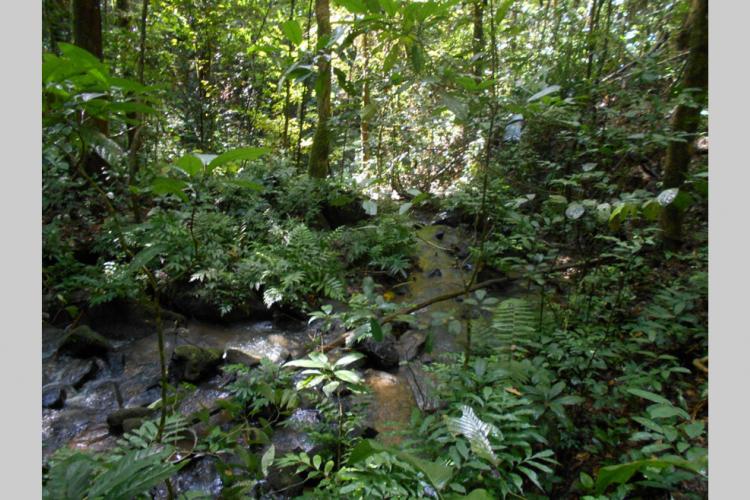  : L’incroyable potentiel des forêts tropicales