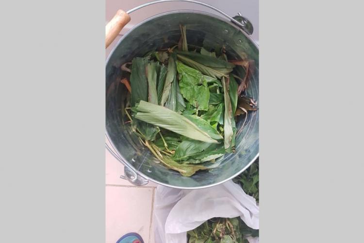 Covid-19 : soins par les plantes, avez-vous dit ?