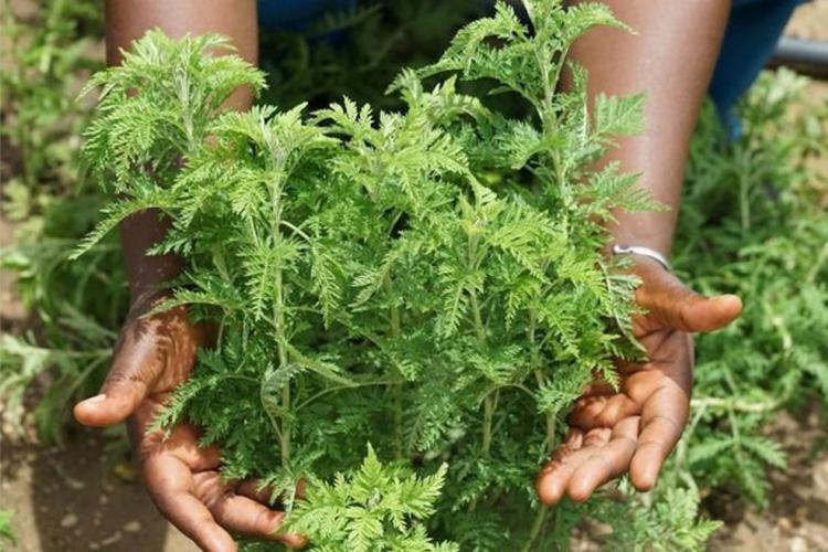 Artémisia : efficace contre le coronavirus !