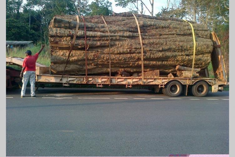 Kévazingo : un bois précieux très prisé en Asie