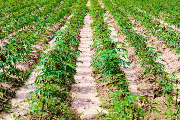 Agriculture : vers la création de 5 agropoles