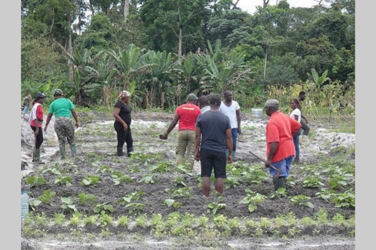 Agriculture : IDRC Africa forme des jeunes de la JCI