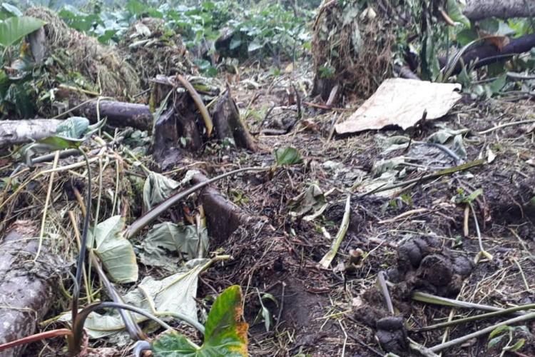 Conflit homme-faune : des plantations dévastées dans la Louetsi-Wano