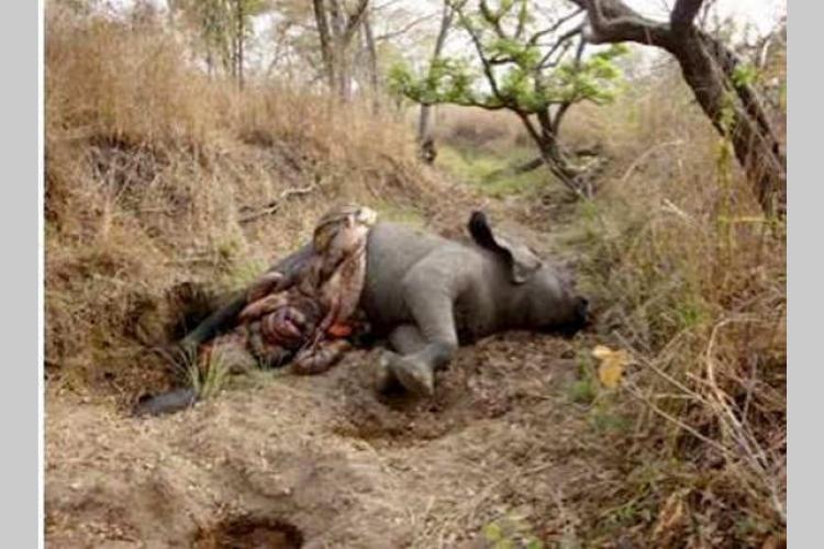 Protection de la nature : Les éléphants en danger critique d’extinction