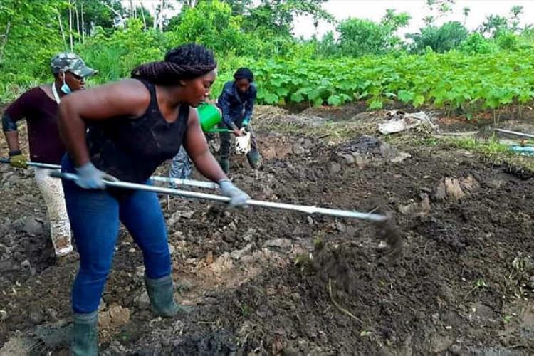 Agriculture : l'apport de la coopérative " Reflet du Gabon "