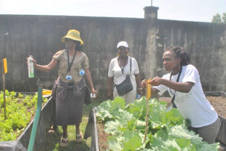 FAO : Promouvoir une agriculture saine et durable