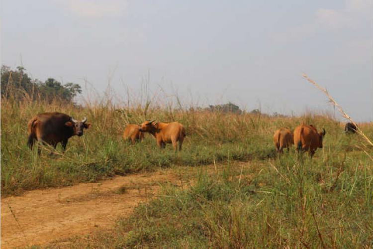 Tourisme : Vers la réouverture du parc de Lekedi